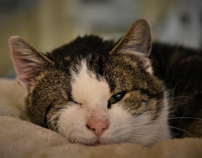Kattenpraat