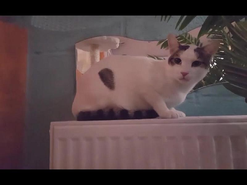 Kattenpraat