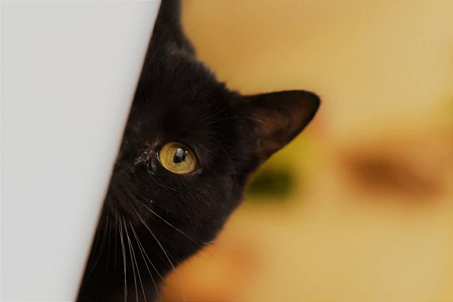Kattenpraat