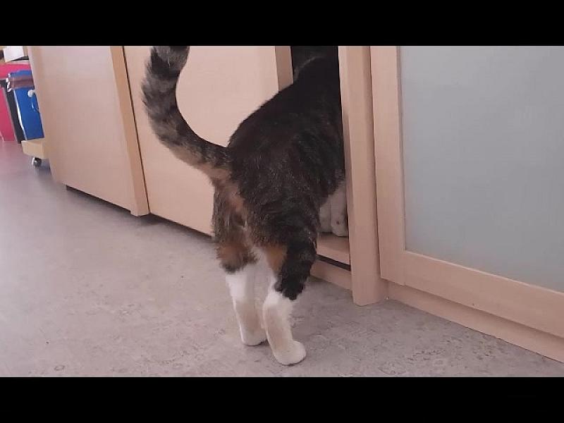 Kattenpraat