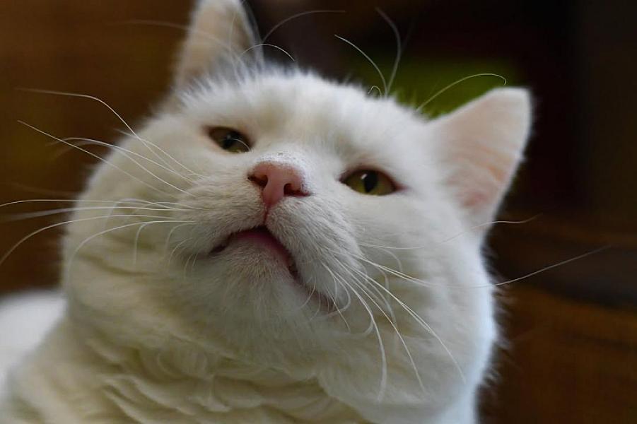 Kattenpraat