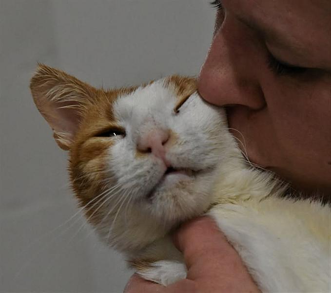 Kattenpraat