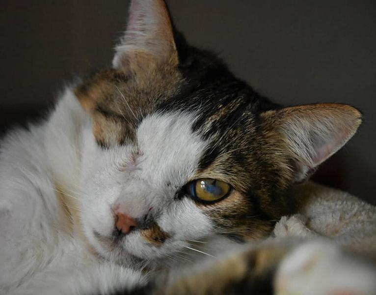 Kattenpraat