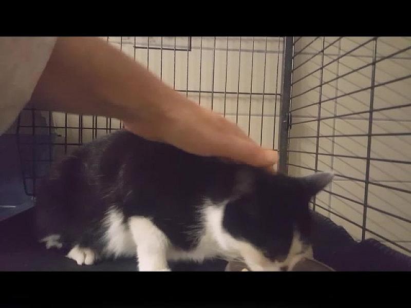 Kattenpraat
