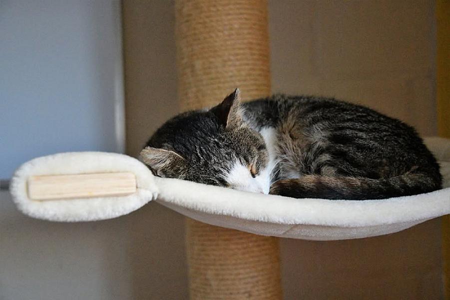 Kattenpraat