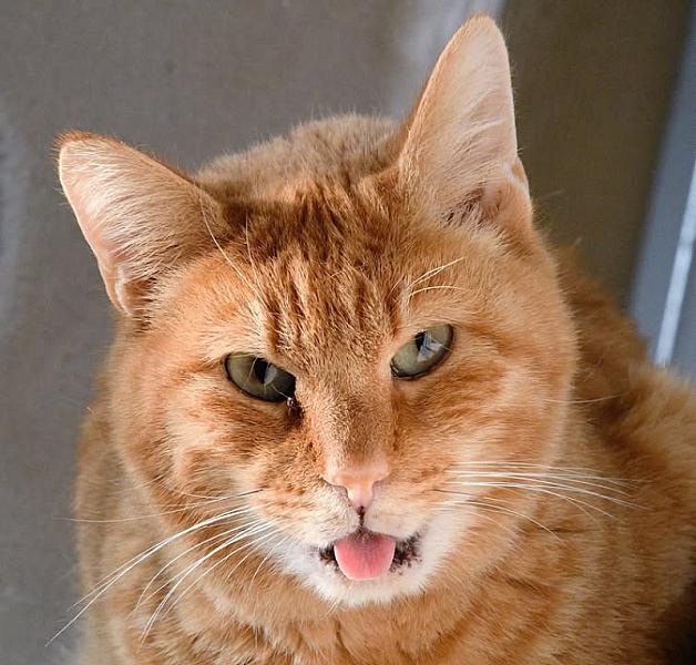 Kattenpraat