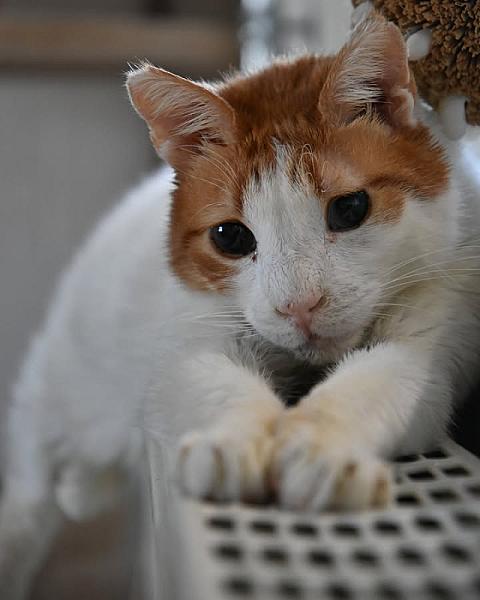 Kattenpraat