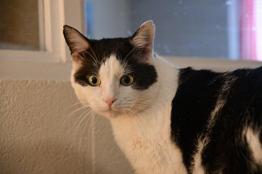Kattenpraat