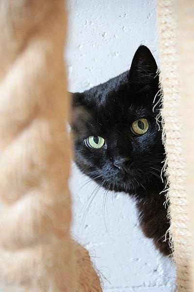Kattenpraat