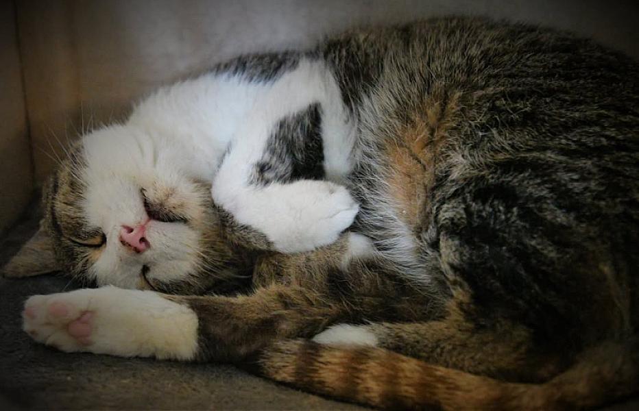 Kattenpraat