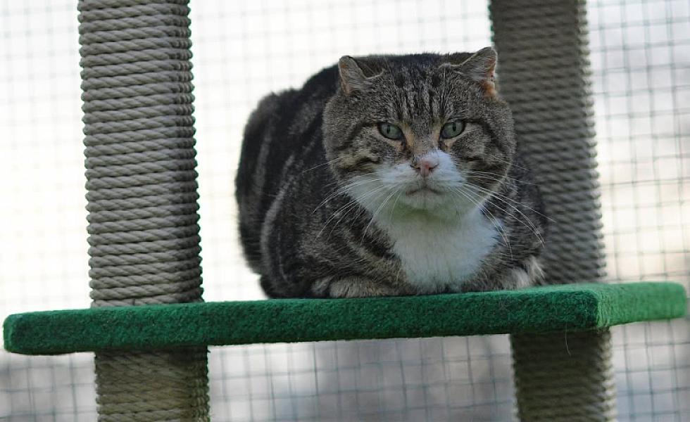 Kattenpraat