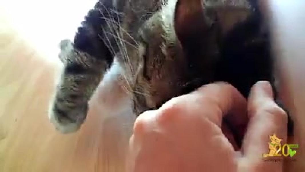 Kattenpraat