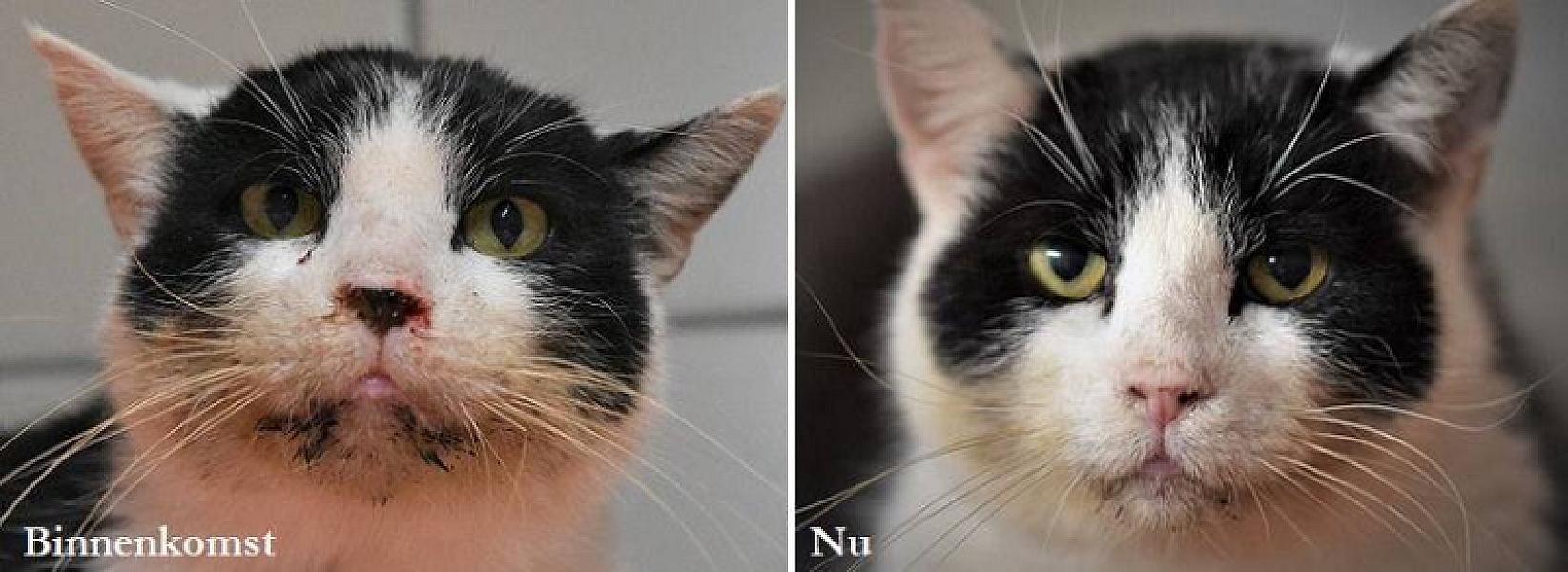 Kattenpraat