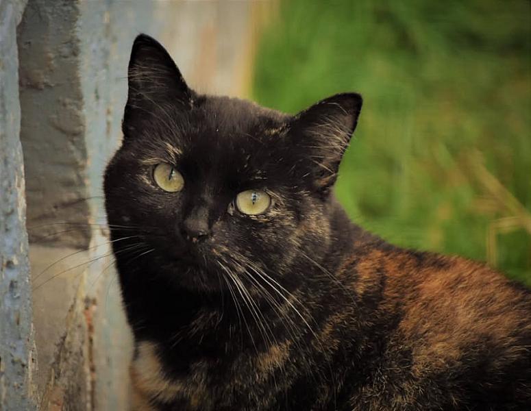 Kattenpraat