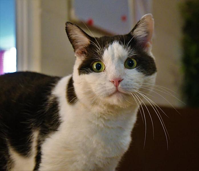 Kattenpraat