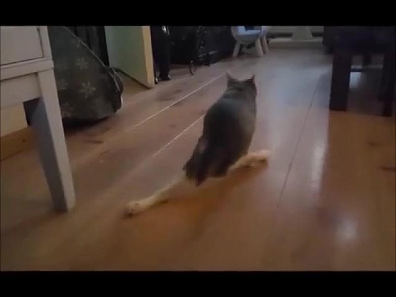 Kattenpraat