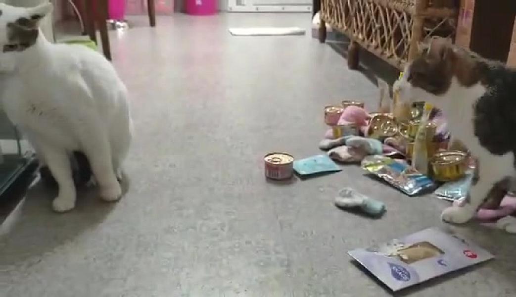 Kattenpraat