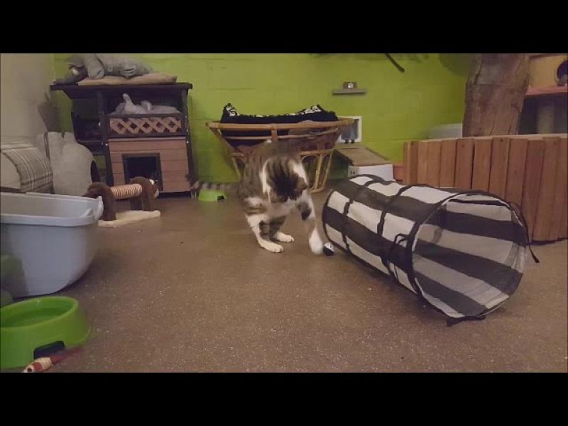Kattenpraat