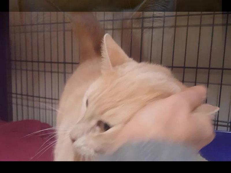Kattenpraat