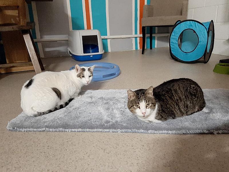 Kattenpraat