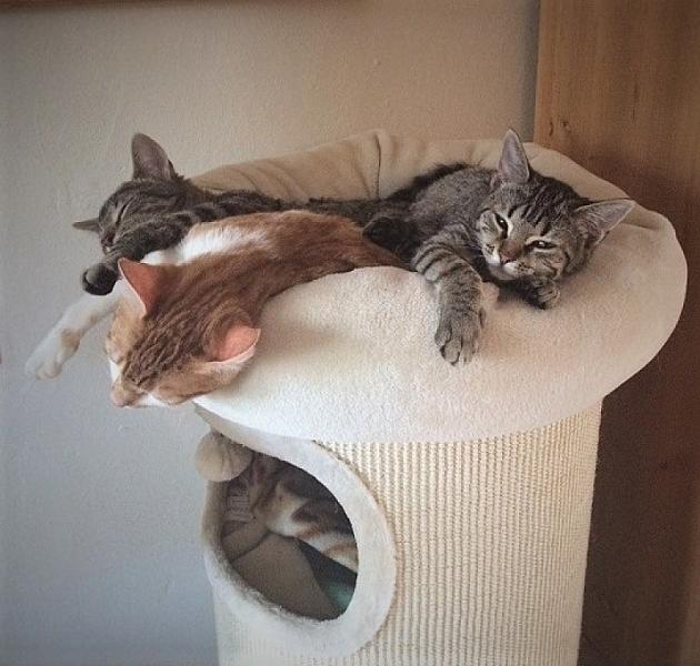 Kattenpraat