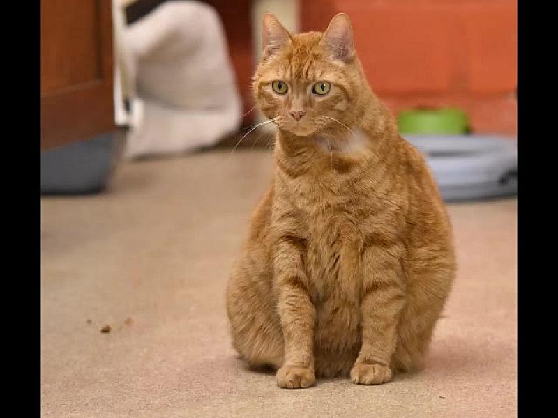 Kattenpraat