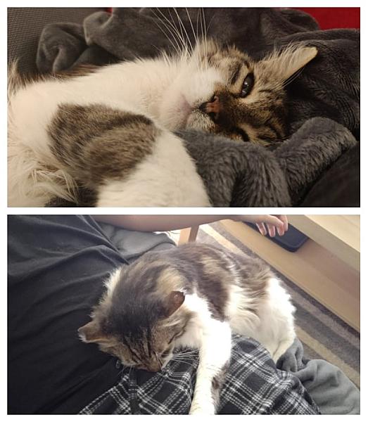 Kattenpraat