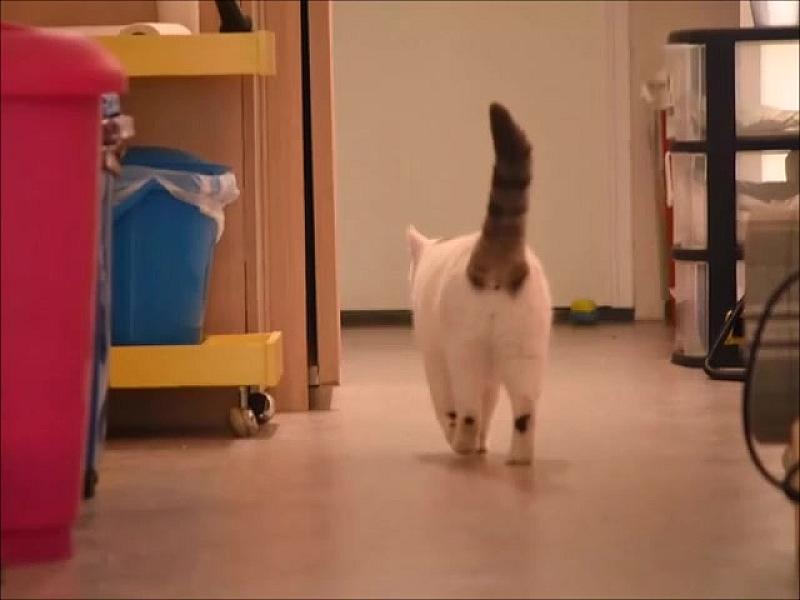 Kattenpraat