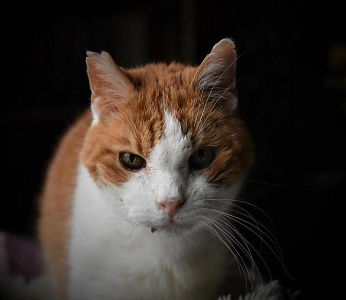 Kattenpraat