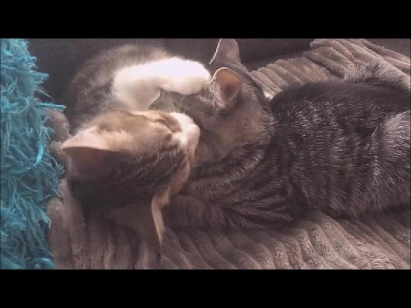 Kattenpraat