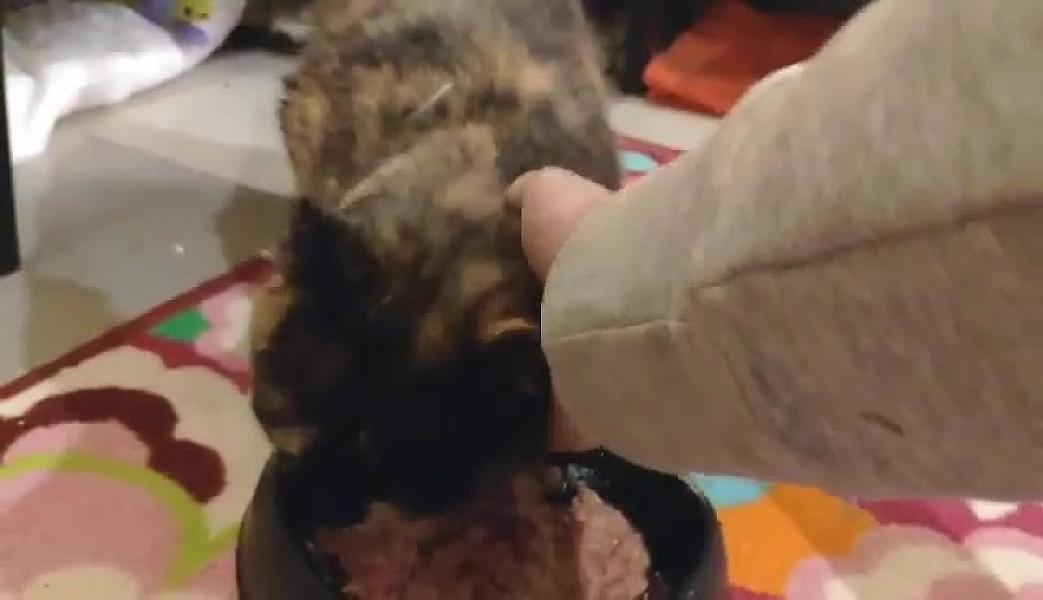 Kattenpraat