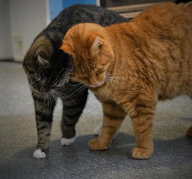Kattenpraat