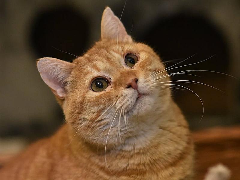 Kattenpraat
