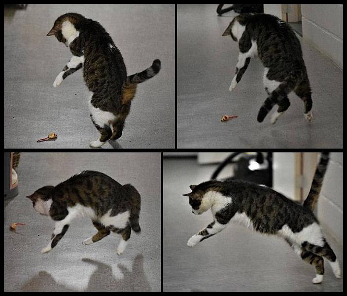 Kattenpraat