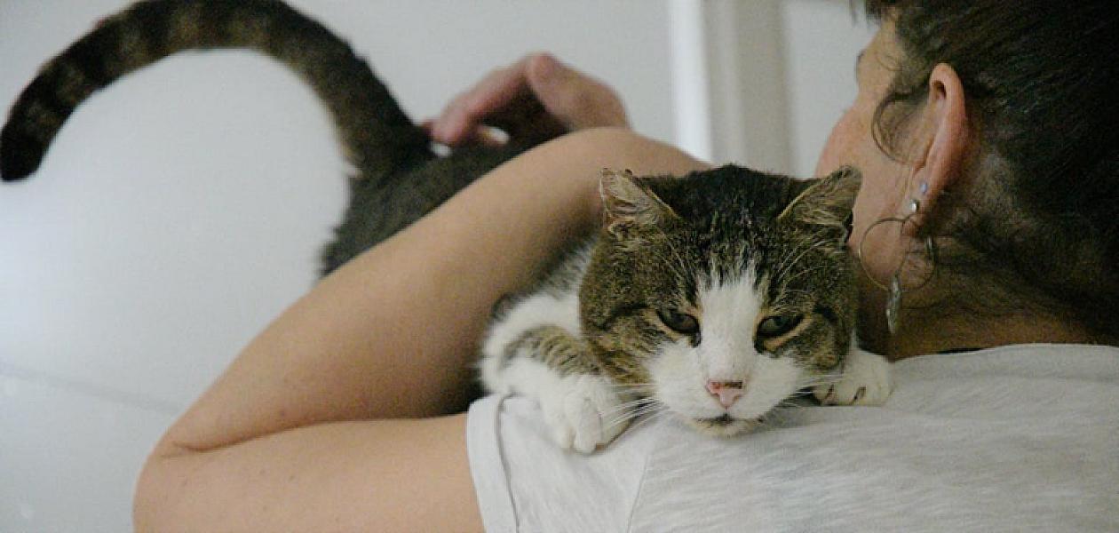 Kattenpraat