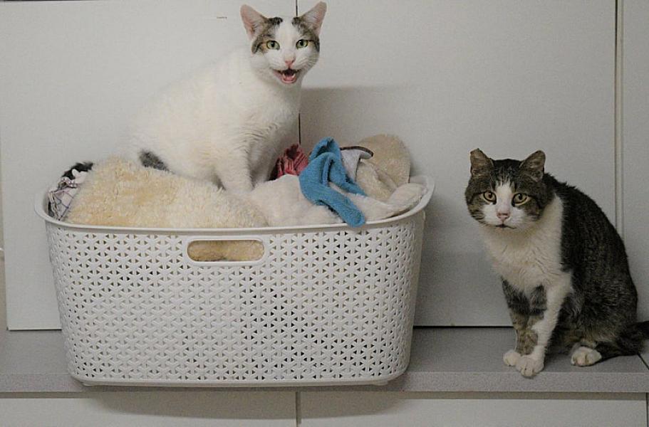 Kattenpraat