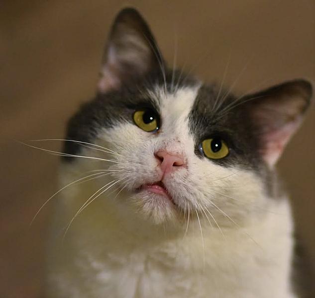 Kattenpraat