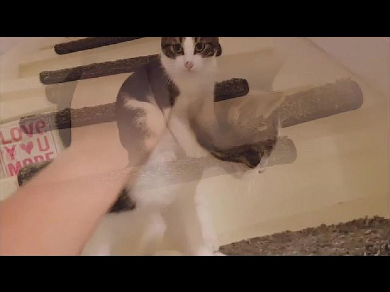 Kattenpraat