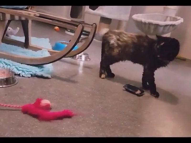 Kattenpraat