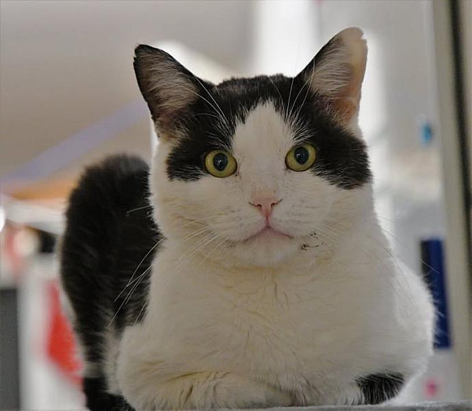 Kattenpraat