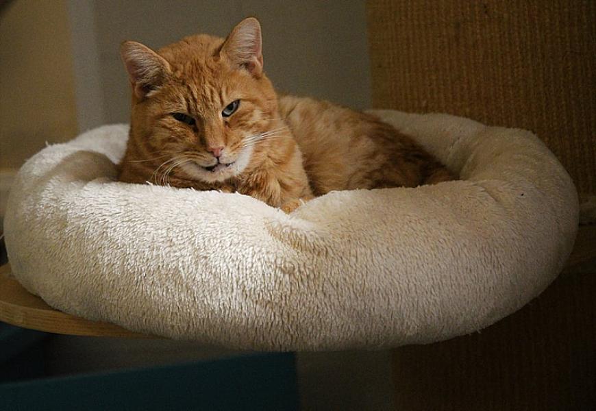 Kattenpraat