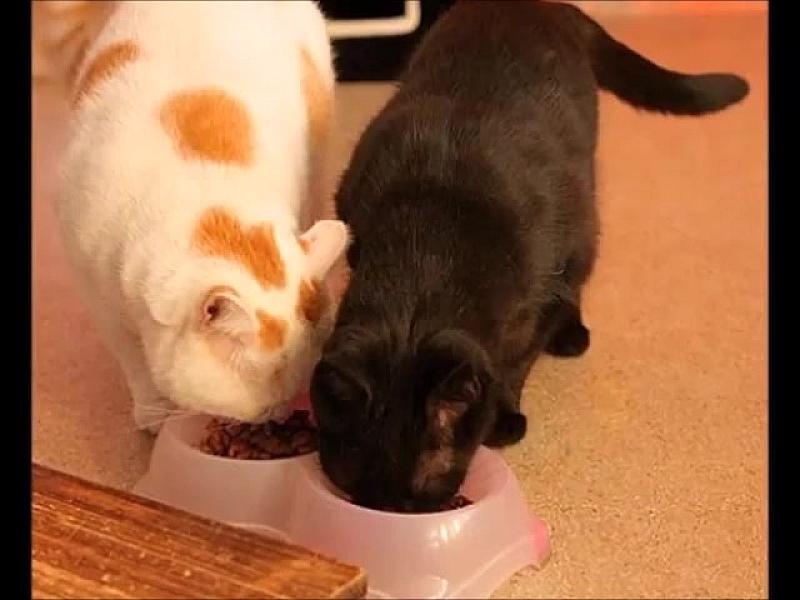 Kattenpraat