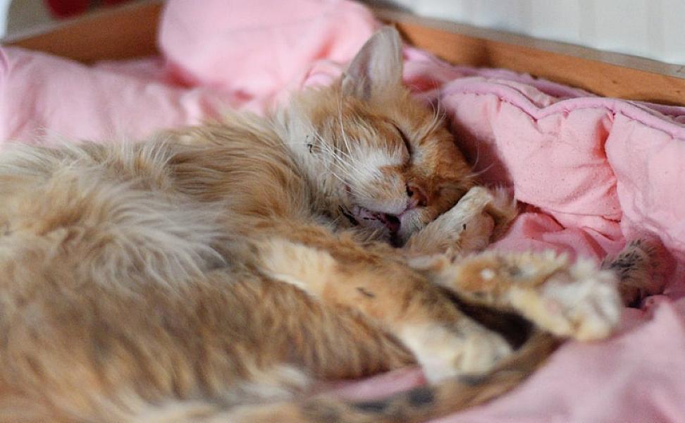 Kattenpraat