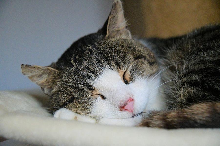 Kattenpraat