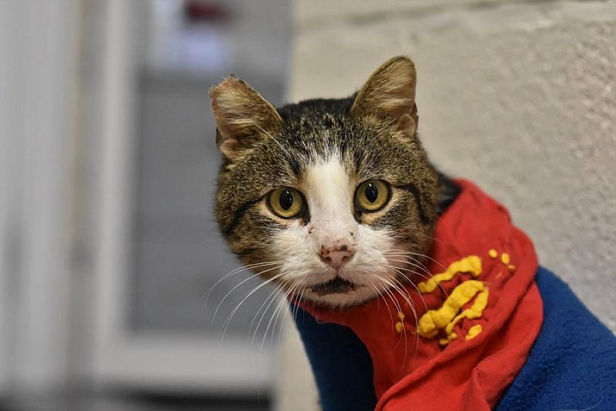 Kattenpraat