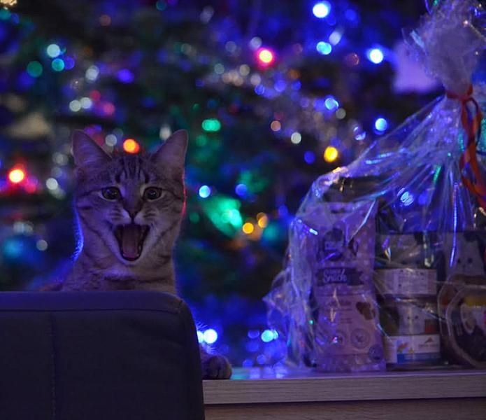 Kattenpraat