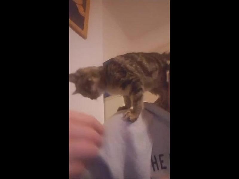 Kattenpraat