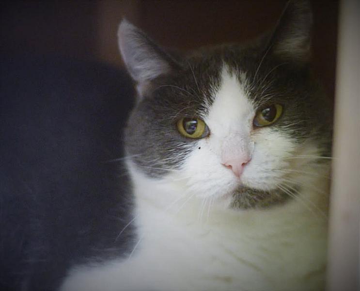 Kattenpraat