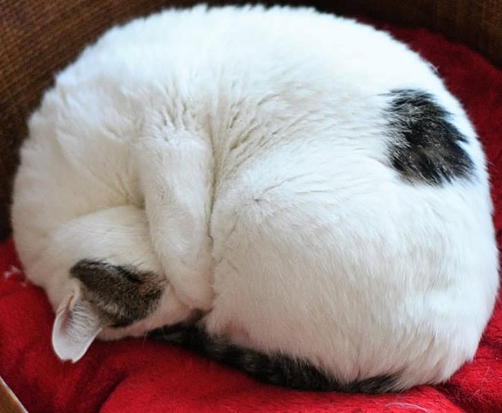 Kattenpraat