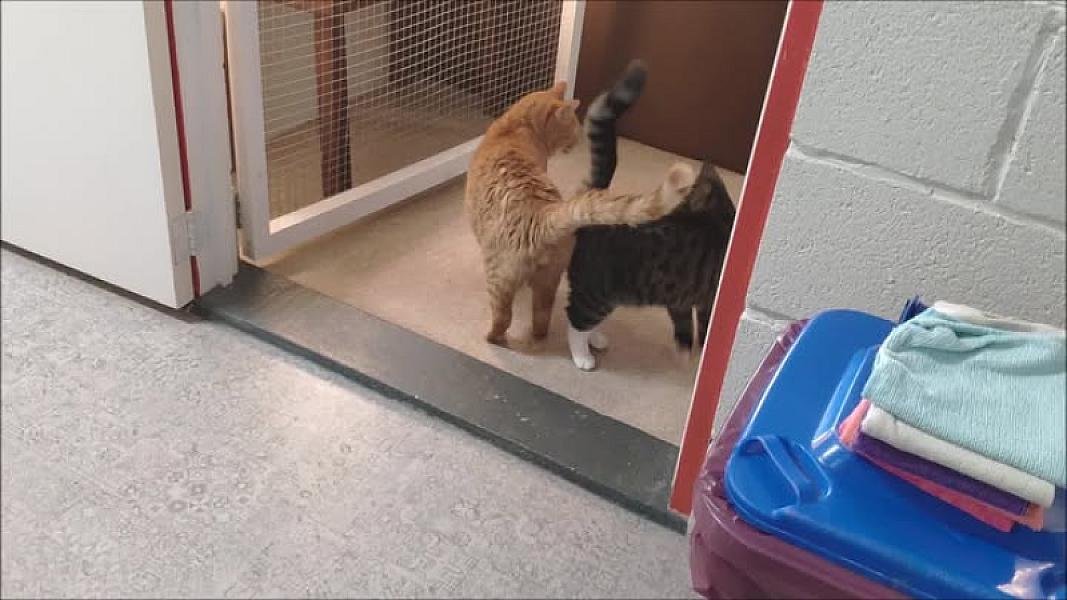 Kattenpraat